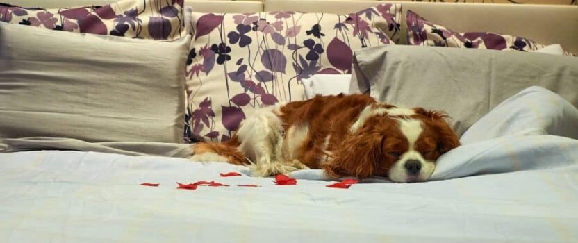 Τα πιο συχνα λαθη πριν την παραμονη σε ξενοδοχειο σκυλων (και πως να τα αποφυγεις)