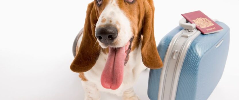 Ξενοδοχεια σκυλων και κοινωνικοποιηση: Πως βοηθουν τον χαρακτηρα του κατοικιδιου